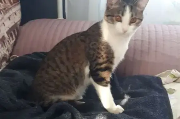 Найдена кошка, Отрадный, фото: Найдена кошка, Советская улица, 80, Отрадный - стерилизована, ходит в лоток