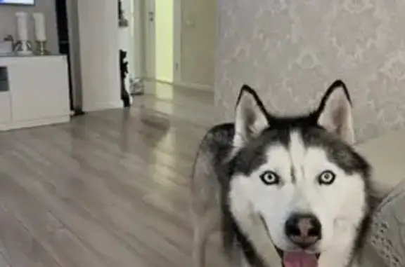 Пропал собака, Новолуговое, Новосибирская область - хаски, кличка Кучум - photo