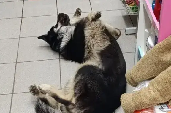 Найдена собака, Челябинск, фото: Найден собака, мужской, улица Александра Шмакова, Челябинск - знает команды