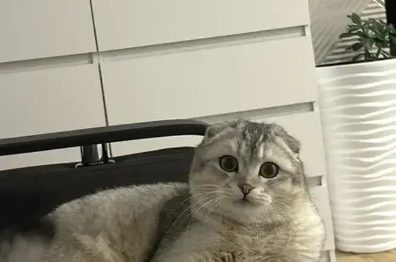 Пропал кот, Катунская улица, Подгорное - серый с золотистым оттенком - photo