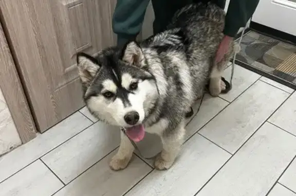 Найдена собака, Смоленск, фото: Найден собака, женский пол, улица Попова, 113Г, Смоленск