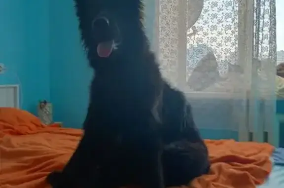 Найдена собака, Ижевск, фото: Найдена собака, женский пол, улица Ворошилова, 73, городской округ Ижевск - предположительно немецкая овчарка