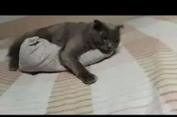 Пропал кот, Студенческая улица, 3Д, Ханты-Мансийск - серый вислоухий британец - photo