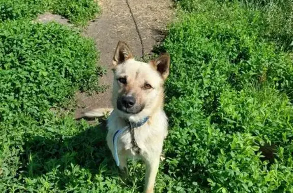 Пропала собака, Красная Башкирия, Краснобашкирский сельсовет - серый с жёлтым оттенком, 3 года - photo