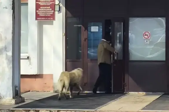 Найдена собака, Казань, фото: Найден собака, Сибирский тракт, 41, Казань - белый алабай, без ошейника