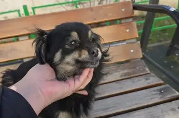 Найдена собака, Майкоп, фото: Найдена собака, женский пол, улица Ленина, 41, Майкоп