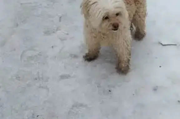 Найдена собака, Оренбург, фото: Найдена собака, женская, улица Чкалова, 45, Оренбург - белая шерсть, активная
