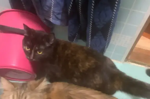 Кошки потеряшки, Пермь, фото: Потеряшка кошка, улица Гашкова, 59, Пермь - черный окрас с пятнистыми лапками