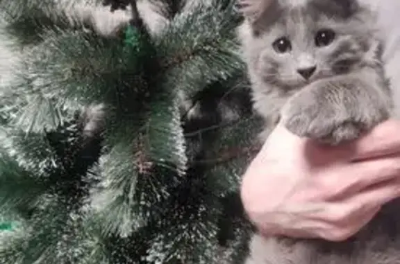 Кошки потеряшки, Тверь, фото: Потеряшка кот, улица Благоева, 6А, Тверь - серый окрас, худой