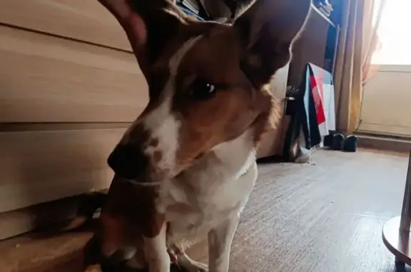 Найдена собака, Новосибирск, фото: Найден собака, Комсомольская улица, 1А, Новосибирск - рыжий, низкий, короткие лапы