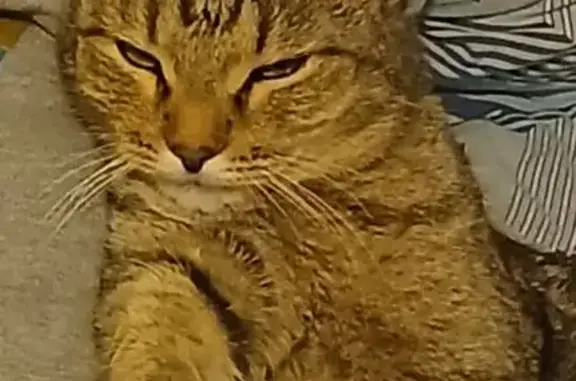 Пропал кот, Куйбышев, Новосибирская область - серый в полоску - photo