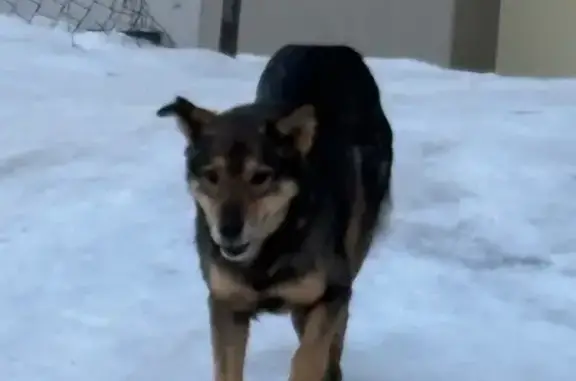 Объявления о пропавших и найденных животных, Самара, фото: Найден собака, бульвар Челюскинцев, Самара - добрый молодой мальчик