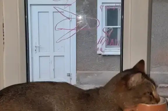 Пропал кот, улица Куличенко, 38, Кочубеевское - зовут Феликс, любит прыгать на сетку - photo