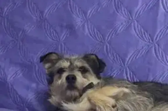 Пропал собака, мужской, Щёкино - photo