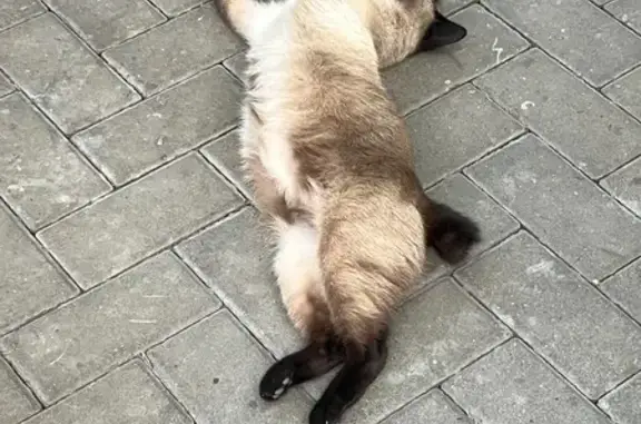 Пропала кошка, Мечетинская улица, 39, Ростов-на-Дону - похожа на сиамскую, хвост купирован - photo