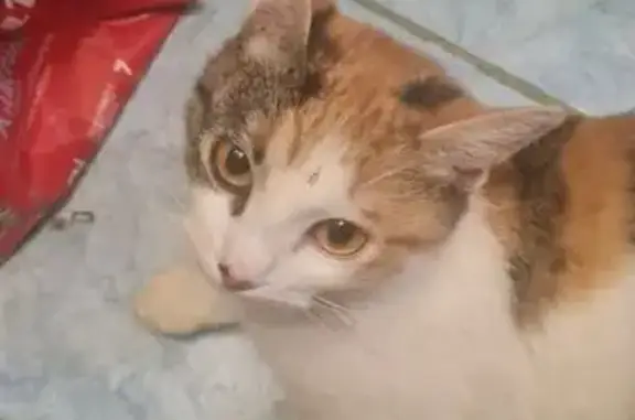 Найдена кошка, Калуга, фото: Найдена кошка, улица Маршала Жукова, 41, Калуга - напугана и голодна