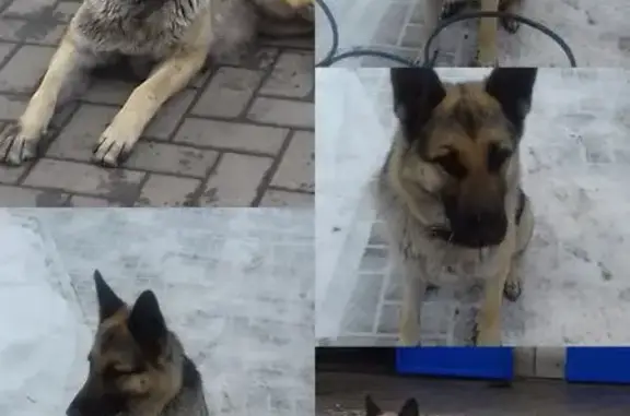 Пропала собака, женский пол, Рамонский район - овчарка, очень добрая - photo