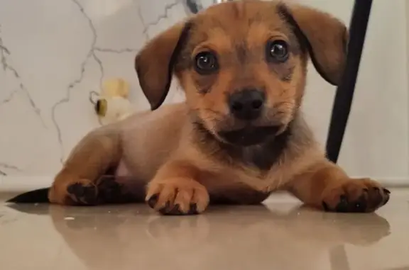 Найдена собака, Новочеркасск, фото: Найден собака, мужской, Утренняя улица, Новочеркасск - окрас коричневый