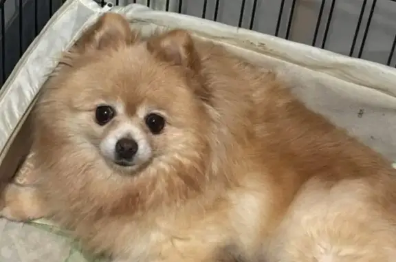 Пропала собака, девочка, улица Чехова, 276, Новосибирск - photo