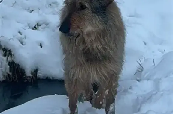 Пропал собака, мужской, Скобяное шоссе, 6, Сергиев Посад - жёлтая бирка на ухе - photo