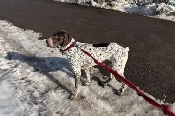 Найдена собака, Долгое Ледово, фото: Найден собака, Долгое Лёдово, Московская область