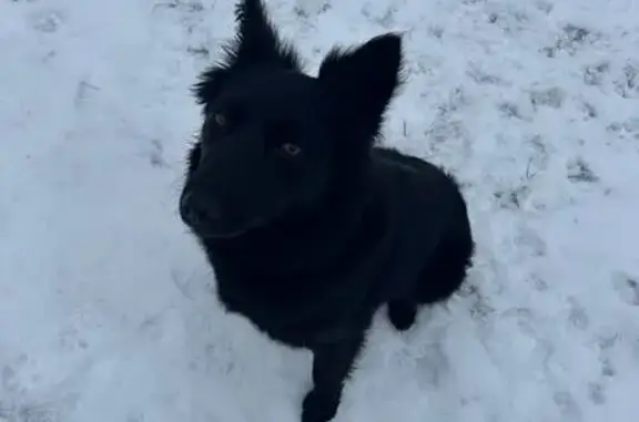 Найдена собака, Волгоград, фото: Найдена собака, Волгоград, Волгоградская область - молодая девочка, пушистая