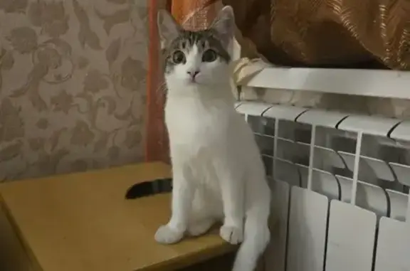 Кошки потеряшки, Ростов-на-Дону, фото: Потеряшка кошка, улица Писемского, 13, Ростов-на-Дону