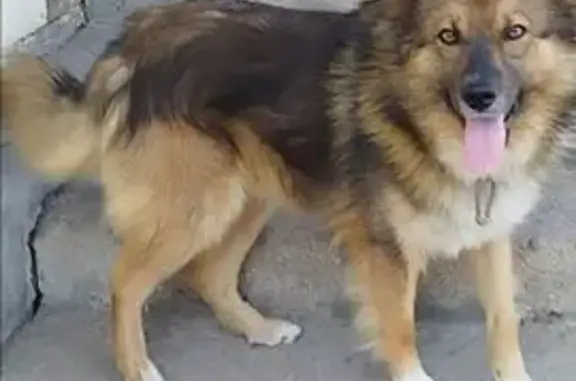 Пропала собака, улица Шевченко, Старый Оскол - photo