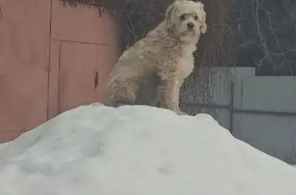Пропала собака, улица Соминка, 82, городской округ Тверь - photo