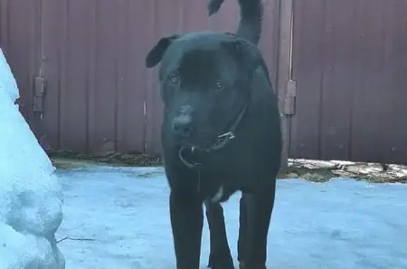 Найдена собака, Троица, фото: Найден собака, Береговая улица, Троица - щенок с оборванным ошейником