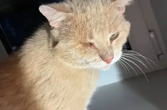 Пропала кошка Мальчик, Сокольское (rl1153809) - photo