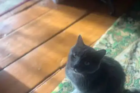 Пропала кошка, улица Ивана Болотникова, Томск - трёхцветная с красным ошейником - photo