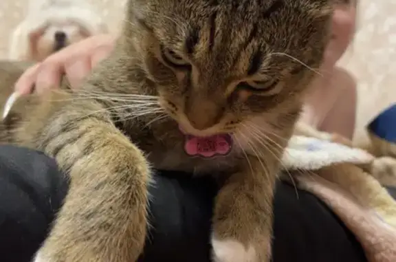 Кошки потеряшки, Смоленск, фото: Потеряшка кошка, улица Попова, 110 к1, Смоленск - коричневая с белыми лапками