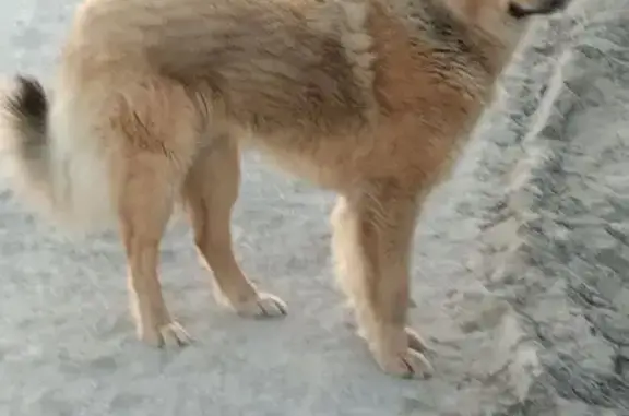 Найдена собака, Ростов-на-Дону, фото: Найден собака, мужской, улица Доватора, 164/4, Ростов-на-Дону - добродушный, след от ошейника