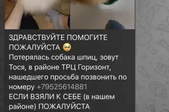 Пропала собака, Аральский переулок, 7, Ростов-на-Дону - photo