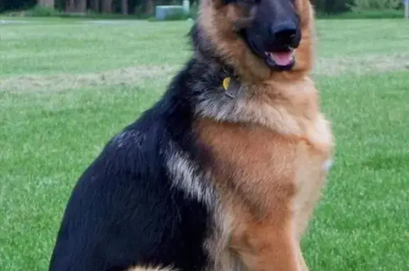 Пропала собака, Березниковская улица, Челябинск - photo