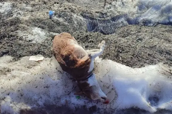 Найдена собака, Большое Полпино, фото: Найдена собака, Большое Полпино, Брянская область - коричневая, рыжая, белая