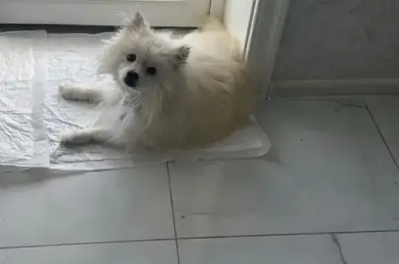 Пропал собака, мужской, Ессентукская, Ставропольский край - красивый ошейник на шее - photo