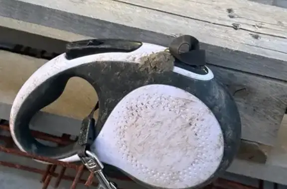 Найдена собака, Краснодар, фото: Найден собака, улица имени Невельского, Краснодар - чёрная испуганная с ошейником и поводком