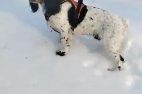 Пропала собака Мальчик, Ступино (rl1153825) - photo