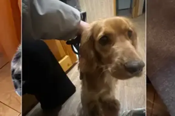 Найдена собака, Ростов-на-Дону, фото: Найдена собака, переулок Пржевальского, Ростов-на-Дону