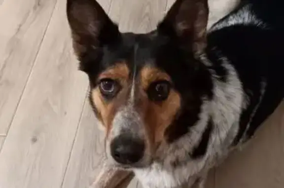 Пропала собака, Панинская улица, 21, Кострома - в оранжевой шлейке с адресником - photo