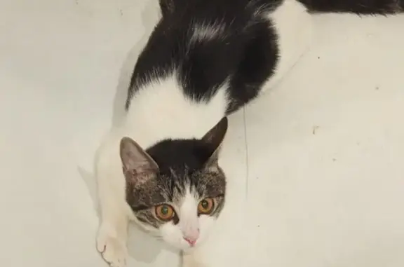 Пропал кот, улица Флёрова, 6/4, Балашиха - черно-белый окрас, откликается на имя Тео - photo