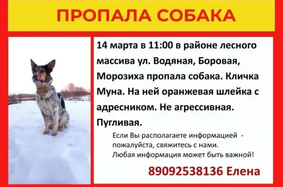 Пропала собака, Водяная улица, 9, Кострома - photo