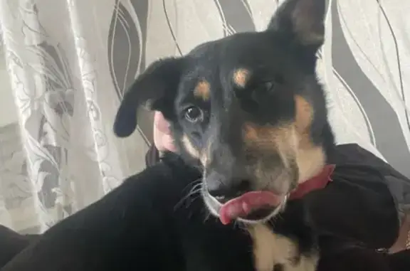 Пропала собака, Малахитовая улица, 153, Ростов-на-Дону - красный ошейник - photo