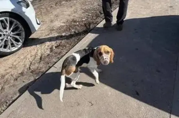 Найдена собака, Воронеж, фото: Найден собака, мужской, улица Перевёрткина, 35, Воронеж