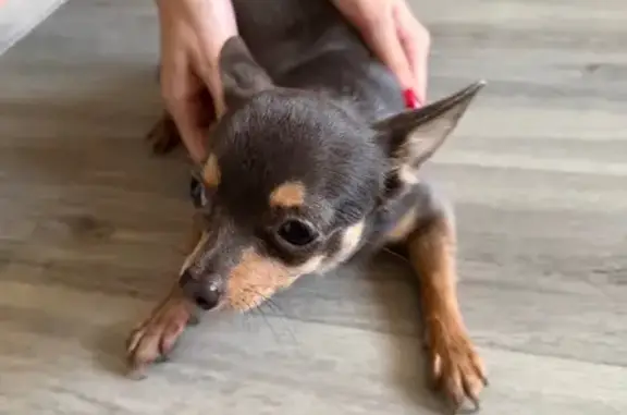 Найдена собака, Одинцово, фото: Найдена собака, Можайское шоссе, 25, Одинцово - коричневая девочка той терьер