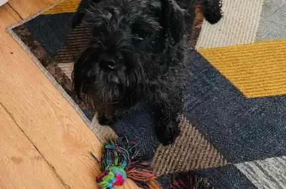 Пропал собака, мужской, Гороховая улица, 38, Санкт-Петербург - цвергшнауцер, черный окрас - photo