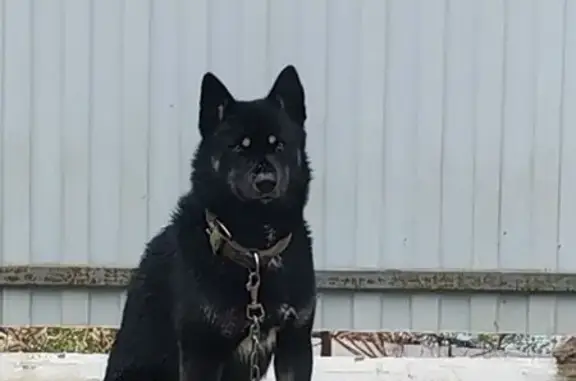 Пропала собака, мужской, улица Искателей, 22, Ростов-на-Дону - photo