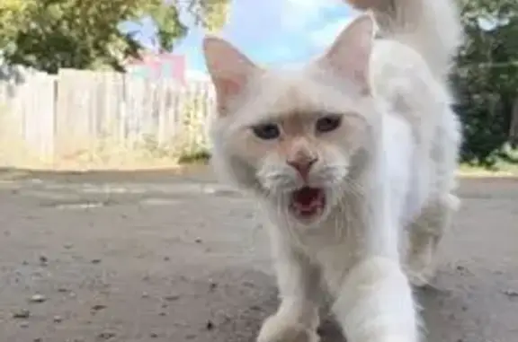 Пропал кот, улица 8 Марта, 28, Аргаяш - бело-рыжий, 3 дня отсутствует - photo